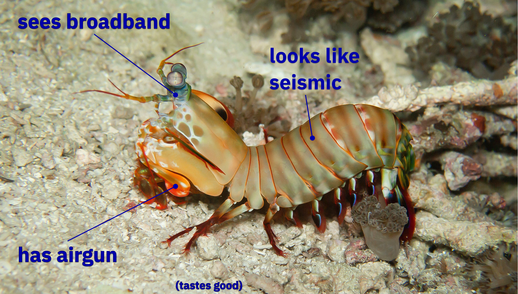 A mantis shrimp — the animal that inspired the company name